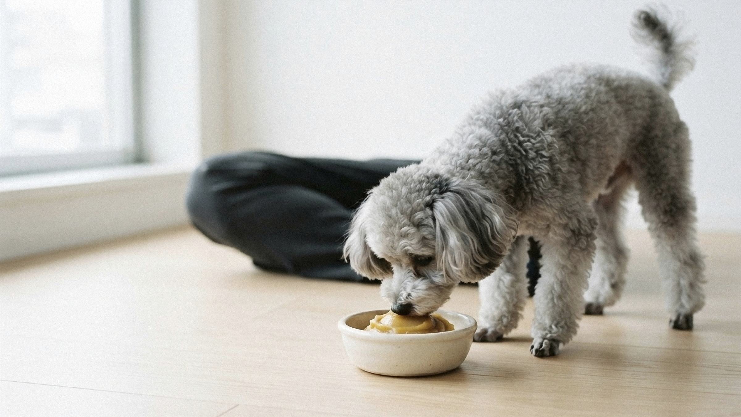 器に入れたSatsuma+ TOMOを食べる犬